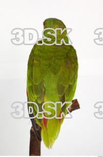 Amazon white-fronted - Amazona albifrons 0021